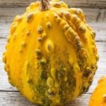 P_Pimply Squash