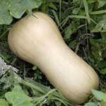 P_butternut150x150