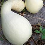 P_cushawwhite150x150