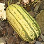 P_delicata150x150