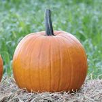 P_jackOlantern